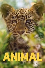 Animal – Season 1